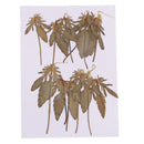 12 Pcs Natural Dried Pressed Flowers Delphinium For DIY Scrapbooking Crafts