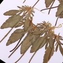 12 Pcs Natural Dried Pressed Flowers Delphinium For DIY Scrapbooking Crafts