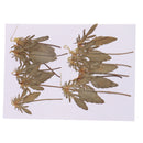 12 Pcs Natural Dried Pressed Flowers Delphinium For DIY Scrapbooking Crafts