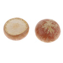 5x Real Dried Small Mushroom Photo Props Natural Ornaments Garden Home Decor