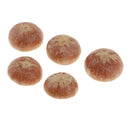 5x Real Dried Small Mushroom Photo Props Natural Ornaments Garden Home Decor