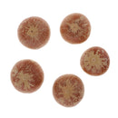 5x Real Dried Small Mushroom Photo Props Natural Ornaments Garden Home Decor
