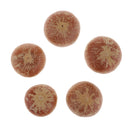 5x Real Dried Small Mushroom Photo Props Natural Ornaments Garden Home Decor