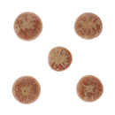 5x Real Dried Small Mushroom Photo Props Natural Ornaments Garden Home Decor