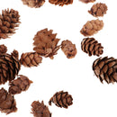 50 Pieces Mixed Size Mini Natural Rustic Dried Pine Cones In Bulk For Christmas Party Ornament Florists Gift Wrapping Decoration