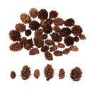 50 Pieces Mixed Size Mini Natural Rustic Dried Pine Cones In Bulk For Christmas Party Ornament Florists Gift Wrapping Decoration