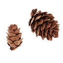 50 Pieces Mixed Size Mini Natural Rustic Dried Pine Cones In Bulk For Christmas Party Ornament Florists Gift Wrapping Decoration