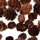 50 Pieces Mixed Size Mini Natural Rustic Dried Pine Cones In Bulk For Christmas Party Ornament Florists Gift Wrapping Decoration