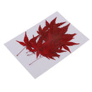 12 Pieces Natural Pressed Dried Flower Leaves Red Maple Leaf Embellishment for Card Making DIY Phone Case Decoration 4-4.5cm