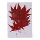 12 Pieces Natural Pressed Dried Flower Leaves Red Maple Leaf Embellishment for Card Making DIY Phone Case Decoration 4-4.5cm