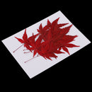 12 Pieces Natural Pressed Dried Flower Leaves Red Maple Leaf Embellishment for Card Making DIY Phone Case Decoration 4-4.5cm