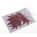 12 Pieces Natural Pressed Dried Flower Leaves Red Maple Leaf Embellishment for Card Making DIY Phone Case Decoration 4-4.5cm