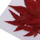 12 Pieces Natural Pressed Dried Flower Leaves Red Maple Leaf Embellishment for Card Making DIY Phone Case Decoration 4-4.5cm