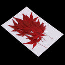 12 Pieces Natural Pressed Dried Flower Leaves Red Maple Leaf Embellishment for Card Making DIY Phone Case Decoration 4-4.5cm