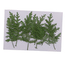 12 Pieces Natural Pressed Real Dried Flower Wormwood Leaf for Soap Candle Making Decoration Resin Casting DIY Home Ornament 8cm