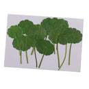 12 Pieces /Pack Home Decorative Crafts Supply Pressed Dried Green Leaf Plant Specimen For DIY Art Craft Scrapbook Card Gift Candle Decors