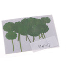 12 Pieces /Pack Home Decorative Crafts Supply Pressed Dried Green Leaf Plant Specimen For DIY Art Craft Scrapbook Card Gift Candle Decors