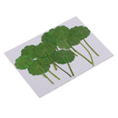 12 Pieces /Pack Home Decorative Crafts Supply Pressed Dried Green Leaf Plant Specimen For DIY Art Craft Scrapbook Card Gift Candle Decors