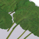 12 Pieces /Pack Home Decorative Crafts Supply Pressed Dried Green Leaf Plant Specimen For DIY Art Craft Scrapbook Card Gift Candle Decors