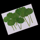 12 Pieces /Pack Home Decorative Crafts Supply Pressed Dried Green Leaf Plant Specimen For DIY Art Craft Scrapbook Card Gift Candle Decors
