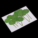 12 Pieces /Pack Home Decorative Crafts Supply Pressed Dried Green Leaf Plant Specimen For DIY Art Craft Scrapbook Card Gift Candle Decors