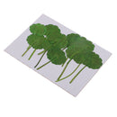 12 Pieces /Pack Home Decorative Crafts Supply Pressed Dried Green Leaf Plant Specimen For DIY Art Craft Scrapbook Card Gift Candle Decors