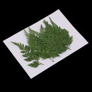 12 Pieces Beautiful Pressed Leaves Press Dried Flower Real Dried Plant Specimen Filler for Scrapbooking Card, Art Crafts, Epoxy Resin Jewelry Crafts