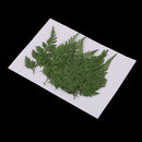 12 Pieces Beautiful Pressed Leaves Press Dried Flower Real Dried Plant Specimen Filler for Scrapbooking Card, Art Crafts, Epoxy Resin Jewelry Crafts