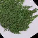 12 Pieces Beautiful Pressed Leaves Press Dried Flower Real Dried Plant Specimen Filler for Scrapbooking Card, Art Crafts, Epoxy Resin Jewelry Crafts