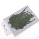 12 Pieces 7-8cm Length Real Pressed Leaves Dried Flowers Embellishments for Card making Scrapbooking Art Crafts DIY Handmade Floral Decorations