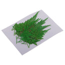 12Pcs 5-7cm Beautiful Pressed Leaves Press Dried Flower Real Dried Plant Specimen Filler for Scrapbooking Card, Art Crafts, Epoxy Resin Jewelry Crafts