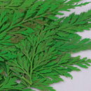 12Pcs 5-7cm Beautiful Pressed Leaves Press Dried Flower Real Dried Plant Specimen Filler for Scrapbooking Card, Art Crafts, Epoxy Resin Jewelry Crafts