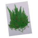 12Pcs 5-7cm Beautiful Pressed Leaves Press Dried Flower Real Dried Plant Specimen Filler for Scrapbooking Card, Art Crafts, Epoxy Resin Jewelry Crafts