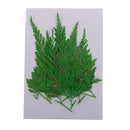 12Pcs 5-7cm Beautiful Pressed Leaves Press Dried Flower Real Dried Plant Specimen Filler for Scrapbooking Card, Art Crafts, Epoxy Resin Jewelry Crafts