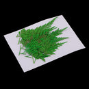 12Pcs 5-7cm Beautiful Pressed Leaves Press Dried Flower Real Dried Plant Specimen Filler for Scrapbooking Card, Art Crafts, Epoxy Resin Jewelry Crafts