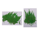 12Pcs 5-7cm Beautiful Pressed Leaves Press Dried Flower Real Dried Plant Specimen Filler for Scrapbooking Card, Art Crafts, Epoxy Resin Jewelry Crafts