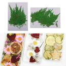 12Pcs 5-7cm Beautiful Pressed Leaves Press Dried Flower Real Dried Plant Specimen Filler for Scrapbooking Card, Art Crafts, Epoxy Resin Jewelry Crafts