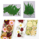 12Pcs 5-7cm Beautiful Pressed Leaves Press Dried Flower Real Dried Plant Specimen Filler for Scrapbooking Card, Art Crafts, Epoxy Resin Jewelry Crafts