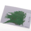 12Pcs 5-7cm Beautiful Pressed Leaves Press Dried Flower Real Dried Plant Specimen Filler for Scrapbooking Card, Art Crafts, Epoxy Resin Jewelry Crafts