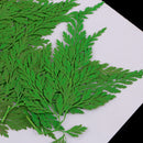12Pcs Beautiful Green Pressed Leaves Press Dried Flower Real Dried Plant Specimen Filler for Scrapbooking Card, Art Crafts, Epoxy Resin Jewelry Crafts