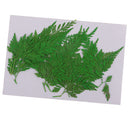 12Pcs Beautiful Green Pressed Leaves Press Dried Flower Real Dried Plant Specimen Filler for Scrapbooking Card, Art Crafts, Epoxy Resin Jewelry Crafts
