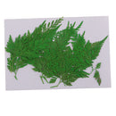 12Pcs Beautiful Green Pressed Leaves Press Dried Flower Real Dried Plant Specimen Filler for Scrapbooking Card, Art Crafts, Epoxy Resin Jewelry Crafts