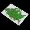 12Pcs Beautiful Green Pressed Leaves Press Dried Flower Real Dried Plant Specimen Filler for Scrapbooking Card, Art Crafts, Epoxy Resin Jewelry Crafts