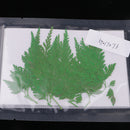 12Pcs Beautiful Green Pressed Leaves Press Dried Flower Real Dried Plant Specimen Filler for Scrapbooking Card, Art Crafts, Epoxy Resin Jewelry Crafts