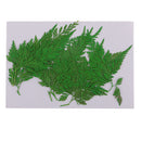 12Pcs Beautiful Green Pressed Leaves Press Dried Flower Real Dried Plant Specimen Filler for Scrapbooking Card, Art Crafts, Epoxy Resin Jewelry Crafts