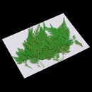 12Pcs Beautiful Green Pressed Leaves Press Dried Flower Real Dried Plant Specimen Filler for Scrapbooking Card, Art Crafts, Epoxy Resin Jewelry Crafts