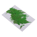 12Pcs Beautiful Green Pressed Leaves Press Dried Flower Real Dried Plant Specimen Filler for Scrapbooking Card, Art Crafts, Epoxy Resin Jewelry Crafts