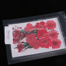 5 Kinds Beautiful Natural Pressed Dried Flowers Pressed Leaves For Scrapbooking Arts Crafts Epoxy Resin Jewelry Making Gifts DIY Floral Decorations