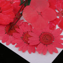 5 Kinds Beautiful Natural Pressed Dried Flowers Pressed Leaves For Scrapbooking Arts Crafts Epoxy Resin Jewelry Making Gifts DIY Floral Decorations
