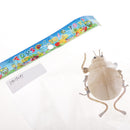 DIY Cute Insect Natural Wooden Ornaments Educational Toys For Children Kids